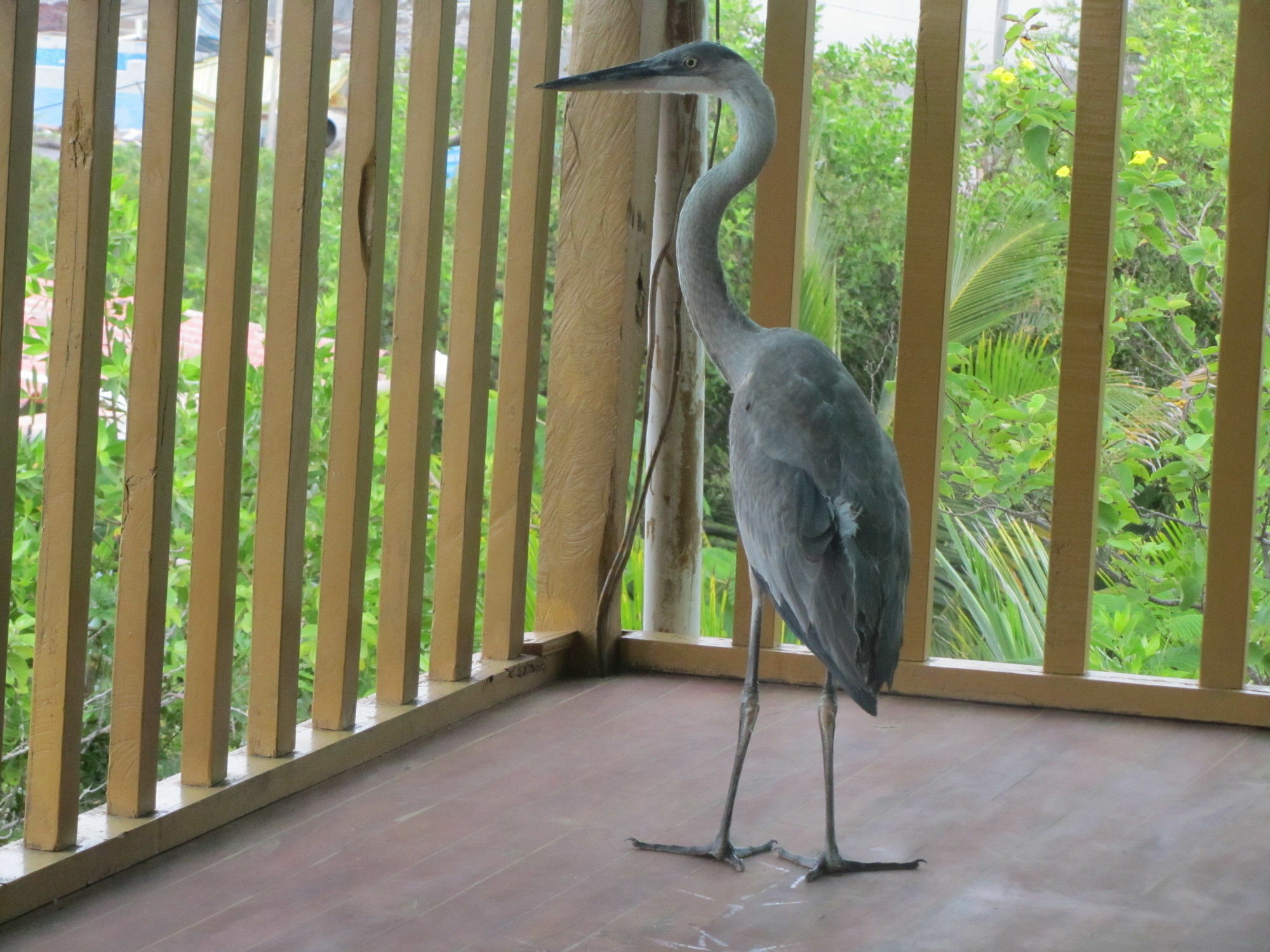 Galapagos Chalet Puerto Ayora (Galapagos Islands) Exterior foto